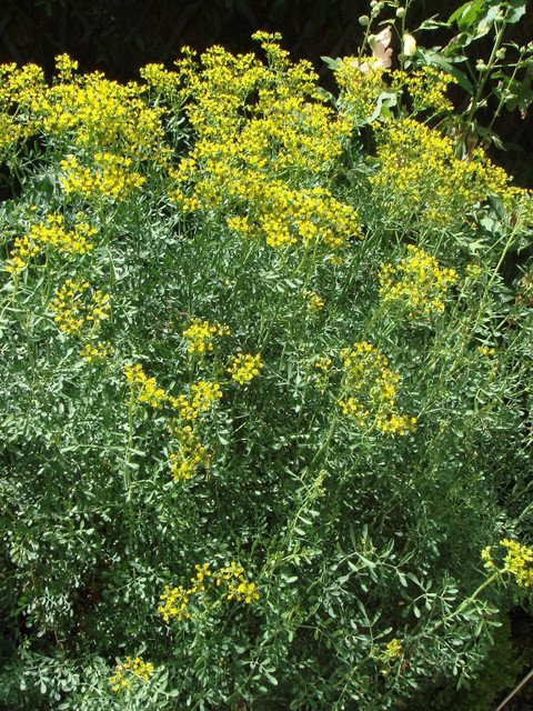 Ruta graveolens